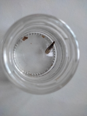 Kalotermes flavicollis