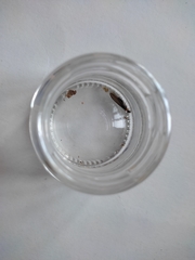 Kalotermes flavicollis