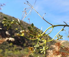 Anginon difforme