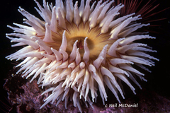Urticina piscivora