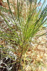 Anginon difforme