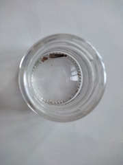 Kalotermes flavicollis