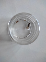 Kalotermes flavicollis