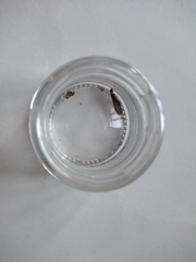 Kalotermes flavicollis