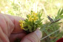 Lasiosiphon splendens