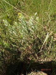 Lasiosiphon splendens