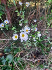 Erigeron annuus