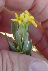 Lasiosiphon splendens