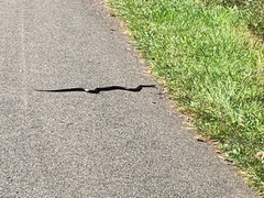 Pantherophis alleghaniensis