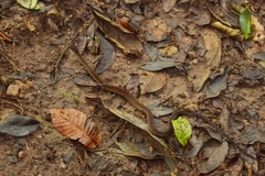 Dendrophidion vinitor