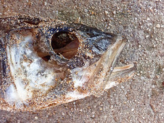 Dicentrarchus labrax