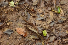 Dendrophidion vinitor