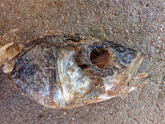 Dicentrarchus labrax