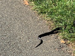 Pantherophis alleghaniensis