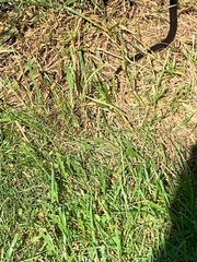 Pantherophis alleghaniensis
