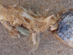 Dicentrarchus labrax