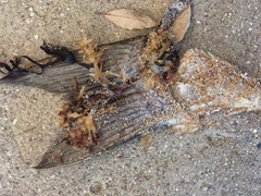 Dicentrarchus labrax