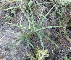 Cyanella lutea