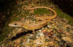 Gerrhonotus ophiurus