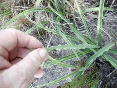 Cyanella lutea