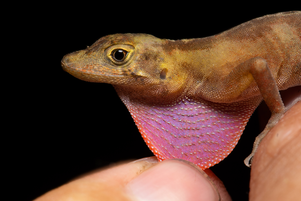 Cope's Veracruz Anole