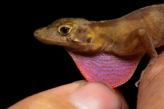Anolis cymbops