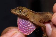 Anolis cymbops