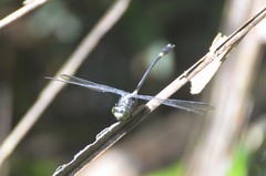 Diastatomma selysi