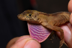 Anolis cymbops