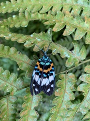 Erasmia pulchella