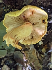 Gymnopilus subspectabilis