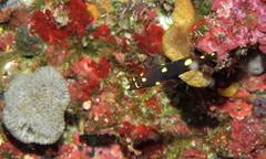 Bodianus mesothorax