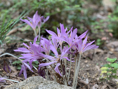 Colchicum autumnale