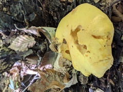 Gymnopilus subspectabilis