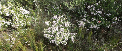 Image of Agathosma cerefolia by (c) Nicola van Berkel, some rights reserved (CC BY-SA)