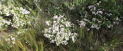 Agathosma cerefolium