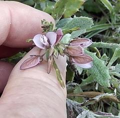 Polygala wittebergensis