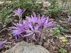Colchicum autumnale