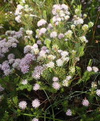Agathosma cerefolium