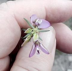 Polygala wittebergensis