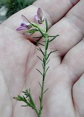 Polygala wittebergensis
