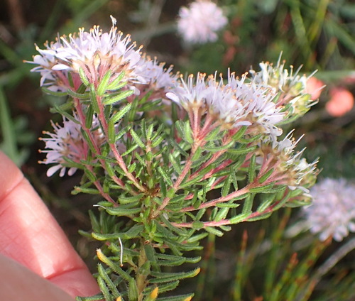 Image of Agathosma cerefolia by (c) Nicola van Berkel, some rights reserved (CC BY-SA)