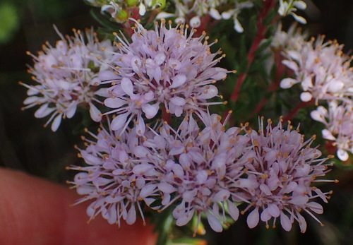 Agathosma cerefolia, photograph 4