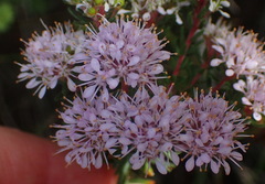 Agathosma cerefolium