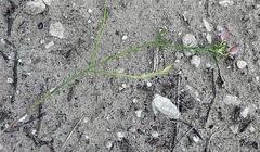 Polygala wittebergensis