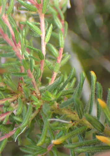 Agathosma cerefolia, photograph 5