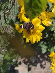 Melanis leucophlegma