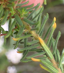 Agathosma cerefolium