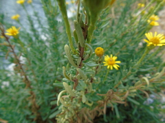 Limbarda crithmoides longifolia