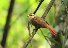 Cichlocolaptes leucophrus